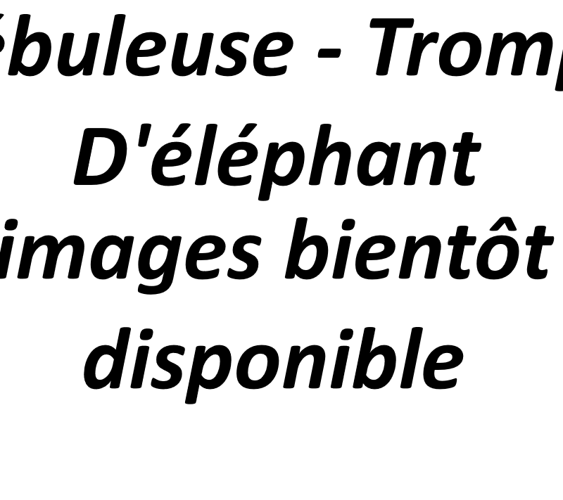 Nébuleuse - Trompe D'éléphant